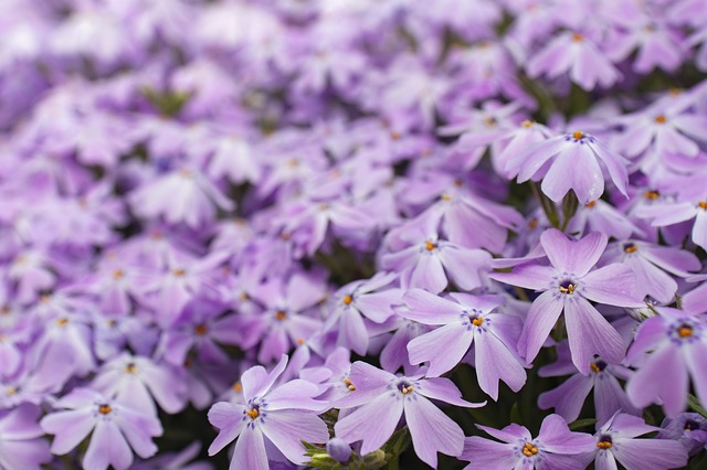 紫色の花