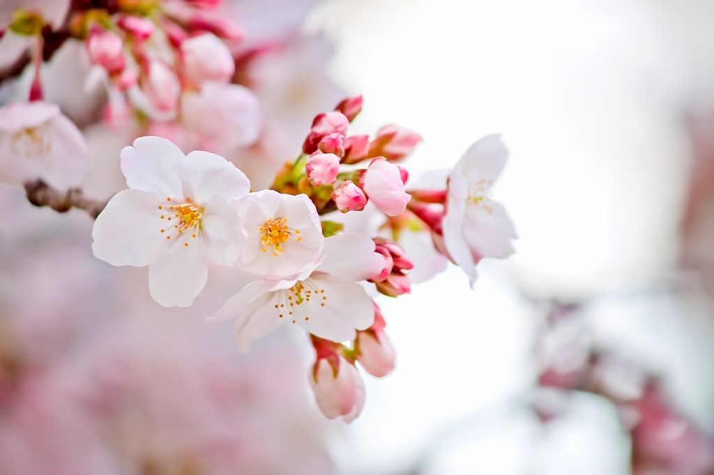 f:id:workmomju:20190310220732j:plain f:id:workmomju:20190310220732j:plain
