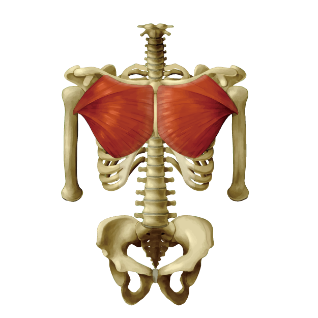 f:id:workout_beginer:20210505184112p:plain