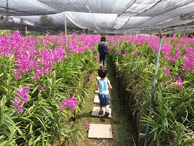 f:id:workoutbkk:20180409154258j:plain