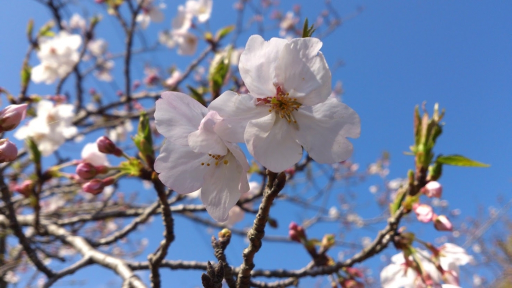 f:id:workwalk:20170314001036j:plain