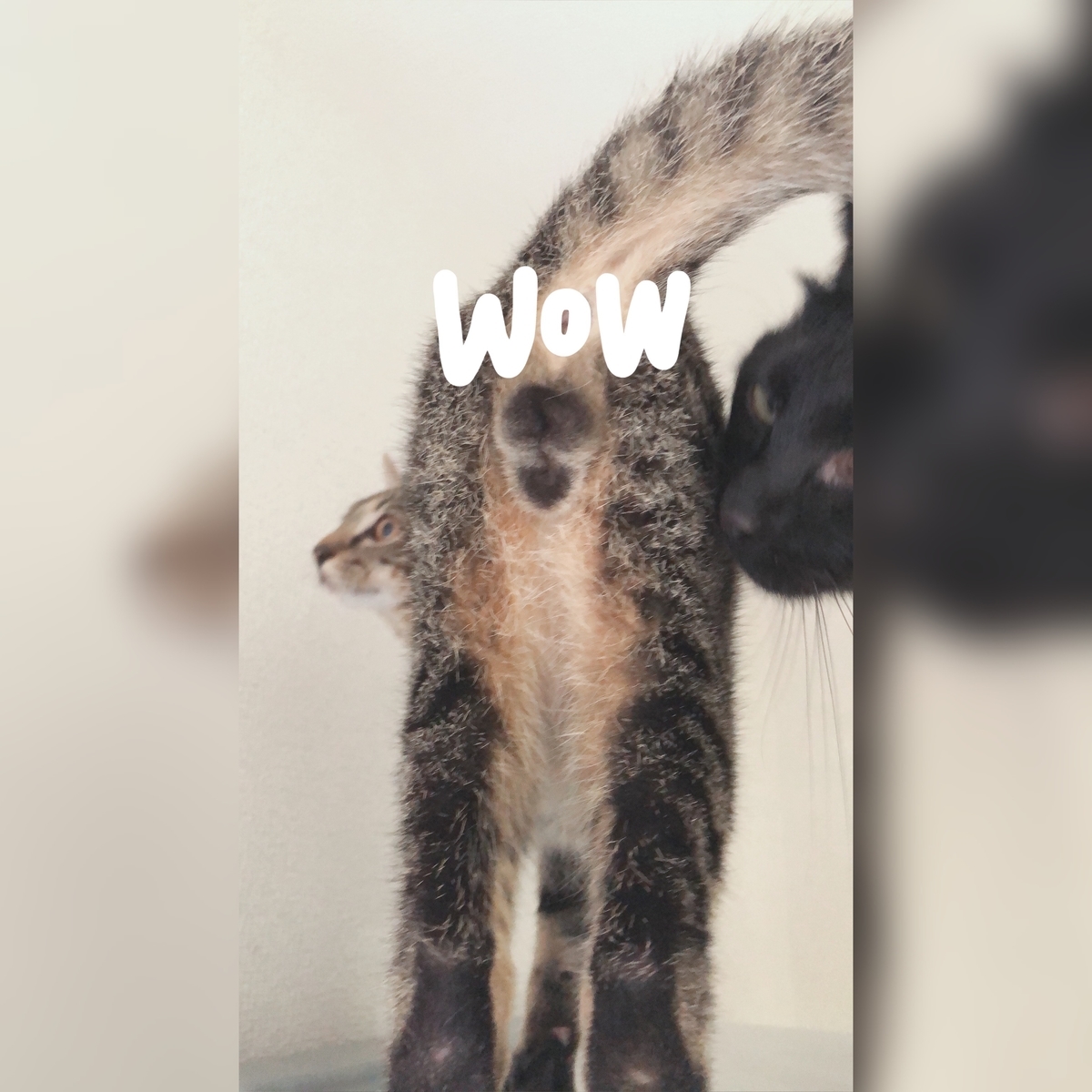 f:id:worldtrip216:20201005201803j:plain f:id:worldtrip216:20201005201803j:plain