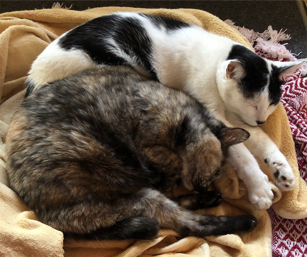 f:id:worldtrip216:20201212193006j:image