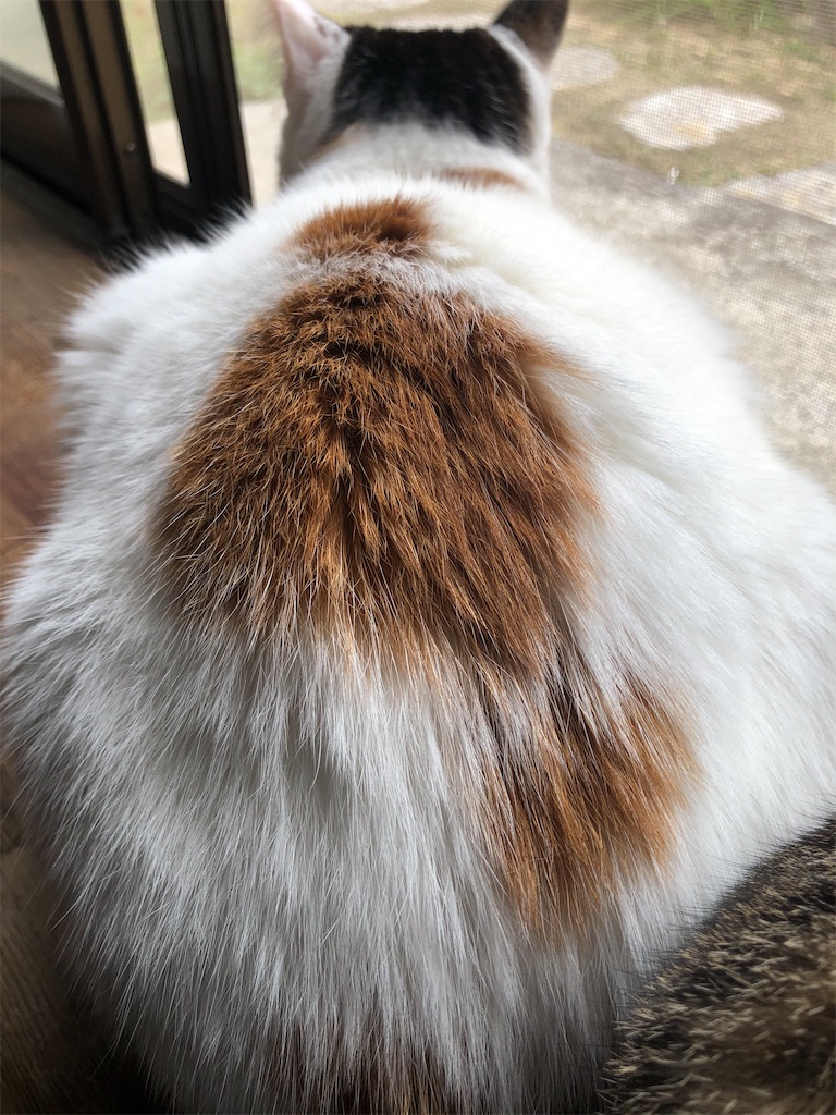 f:id:worldtrip216:20210302194136j:image