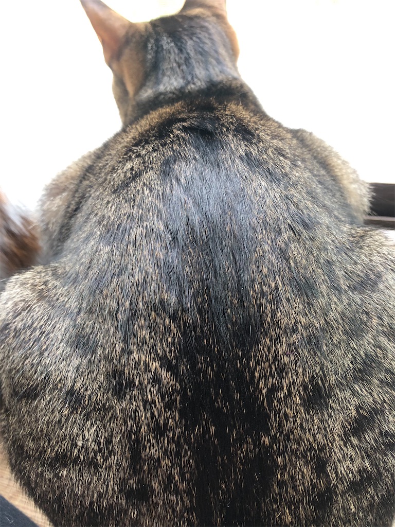 f:id:worldtrip216:20210302194159j:image