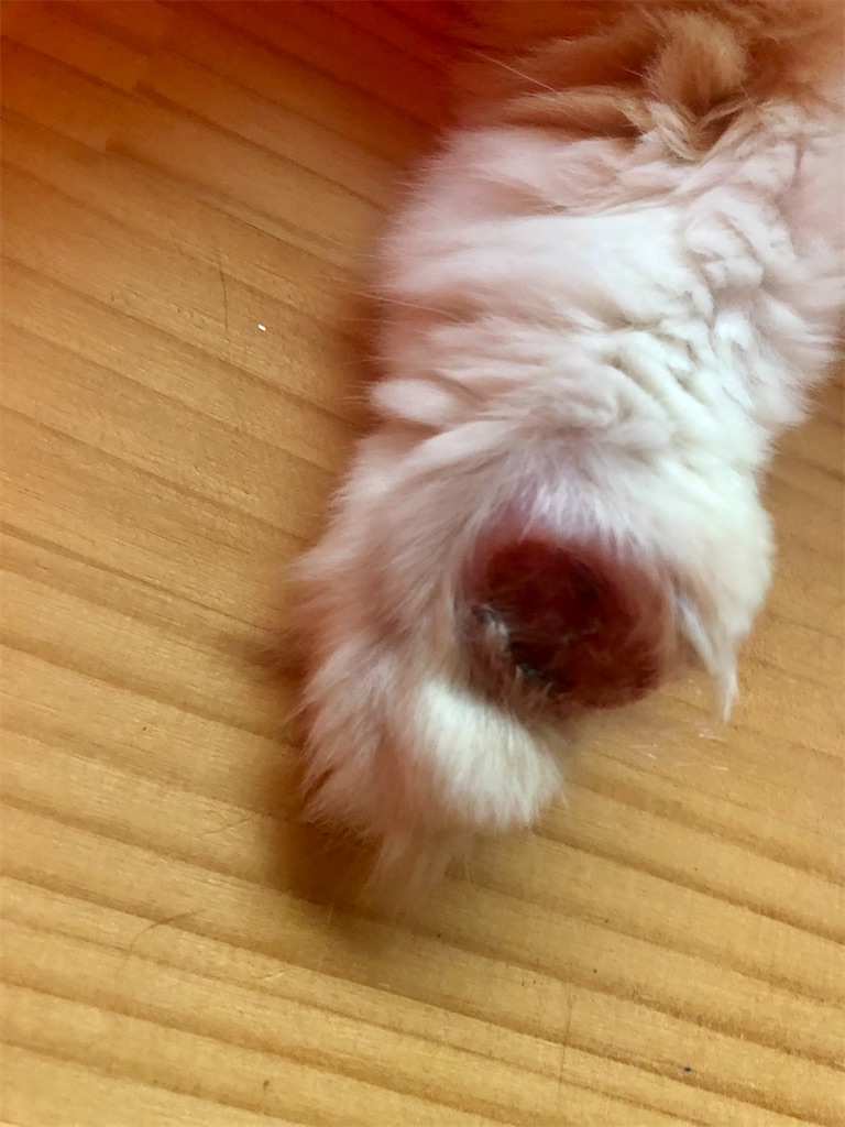 f:id:worldtrip216:20210813193136j:image