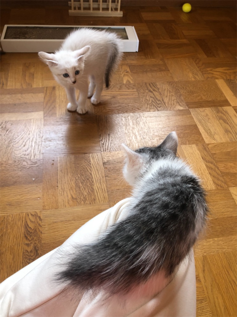 f:id:worldtrip216:20211105193544j:image