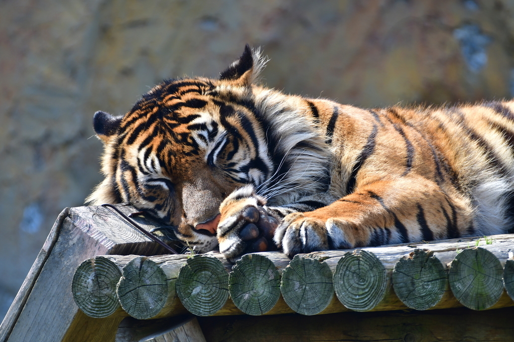 動物園や水族館で働く動物飼育員になるためにはどうすればいいの 必要なスキルや就職する方法を紹介 Worqlip