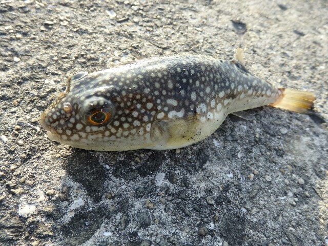 穴釣りで釣れる魚「フグ」