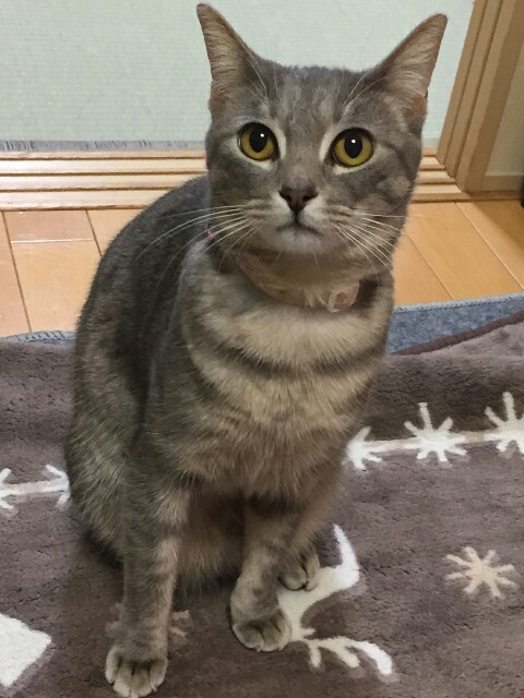 f:id:wosakana:20181218093721j:plain f:id:wosakana:20181218093721j:plain