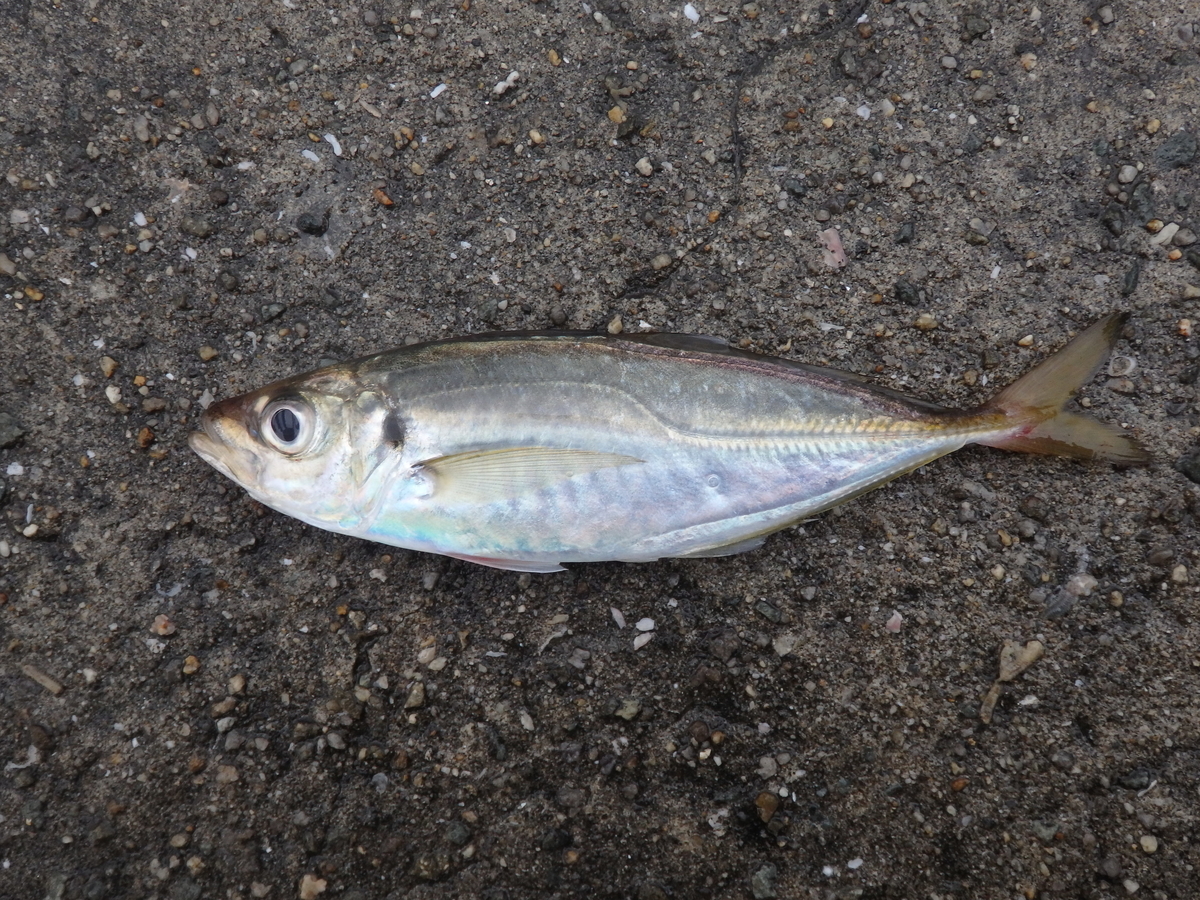 釣りの基本 遊動式ウキ仕掛けの作り方をマスターして釣りの幅を広げよう もう1匹釣りたいっ