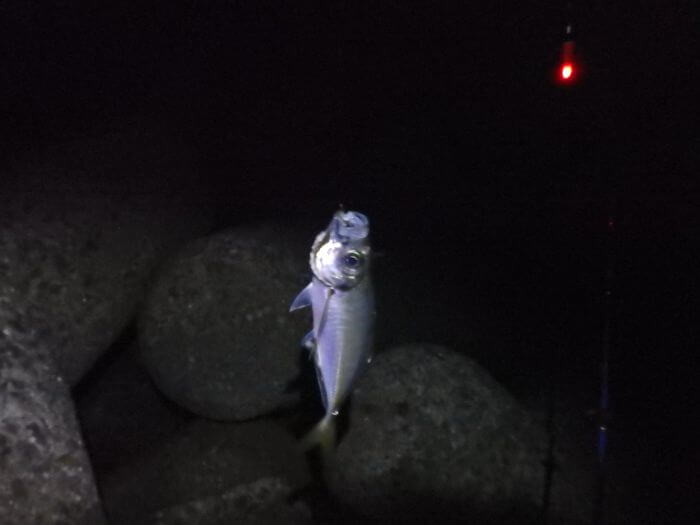 中アジの釣り方 超簡単 電気ウキで流すだけ もう1匹釣りたいっ