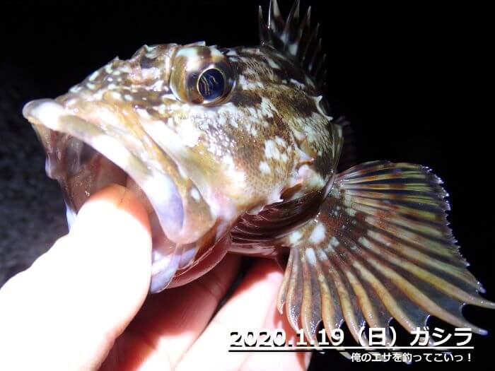 釣行記 ガシラ を釣りに行ってきました 俺のエサを釣ってこいっ 釣行記 ガシラ を釣りに行ってきました 俺のエサを釣ってこいっ