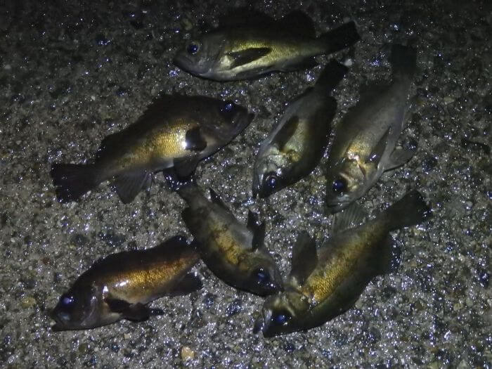 虫ヘッド釣法で釣れたメバルの写真