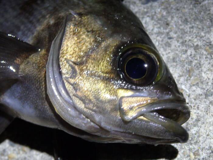 虫ヘッド釣法で釣れたメバルの写真