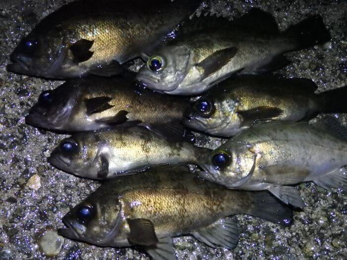 虫ヘッド釣法で釣れたメバルの写真