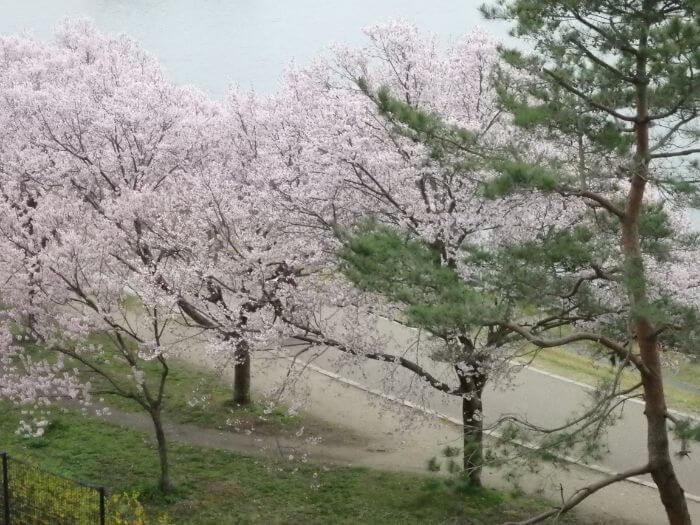 アブシンが釣れる春の桜の写真