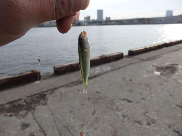 ウキ釣りで釣れたアブシンの写真