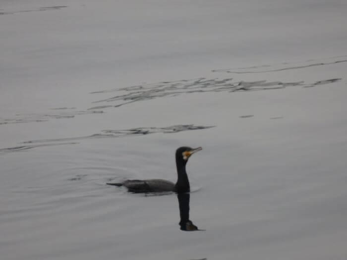 小魚を食べにきている海鵜の写真