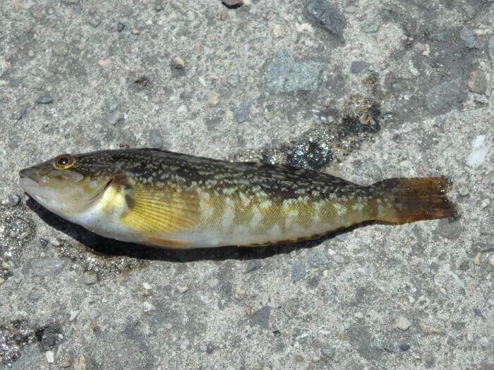 堤防際の探り釣りで釣れたアブシンの写真