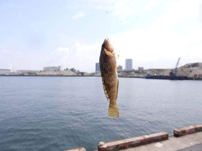 アブシンが釣れる春の晴れた日の写真