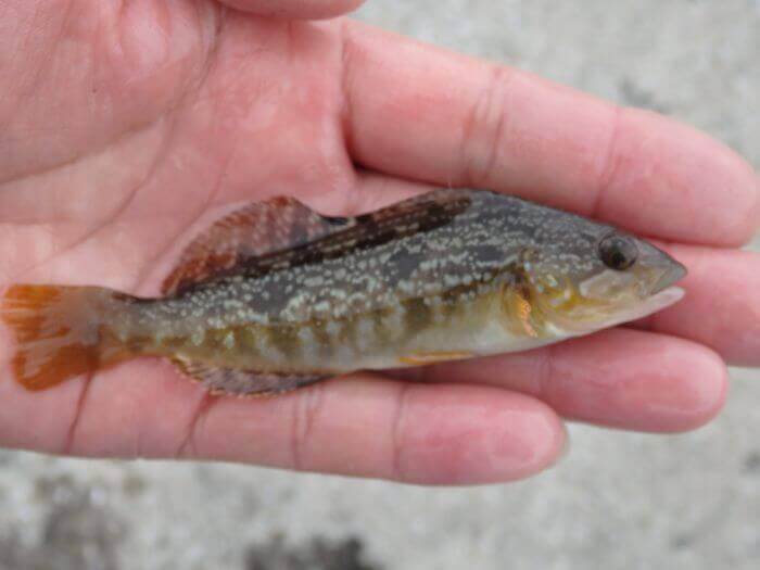 堤防際の探り釣りで釣れたアブシンの写真