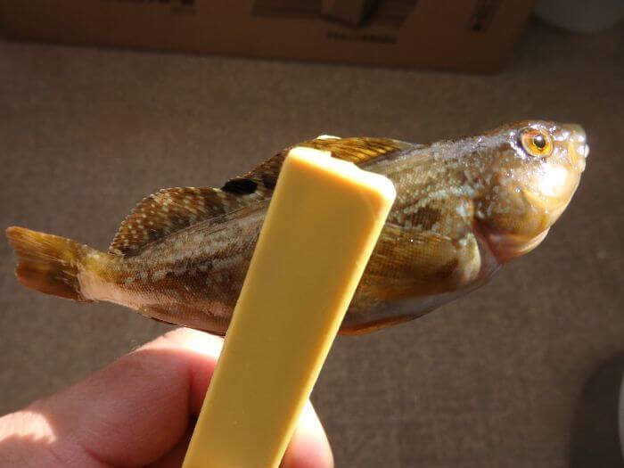 堤防際の探り釣りで釣れたアブシンの写真