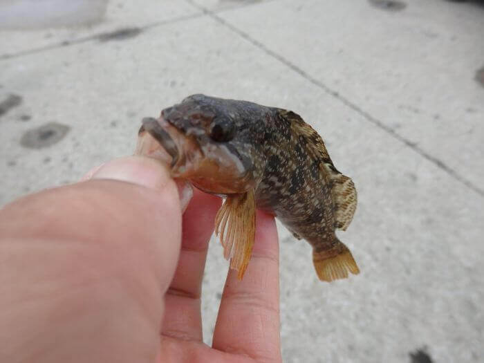 堤防際の探り釣りで釣れたアブシンの写真