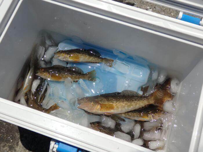 釣れたアブシンを氷締めにしている写真