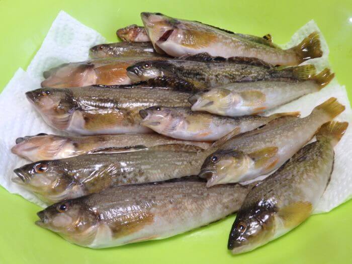 堤防の探り釣りで釣れたアブシンの写真