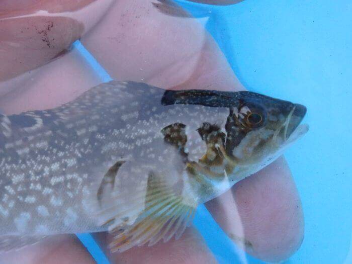 堤防際の探り釣りで釣れたアブシンの写真