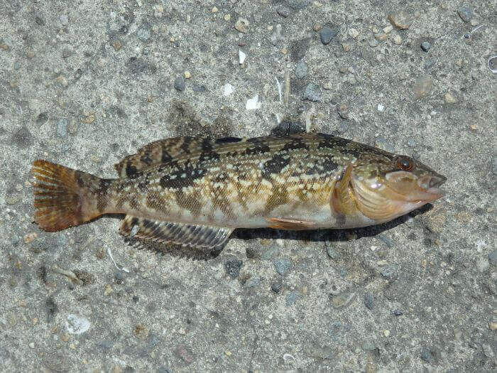 堤防際の探り釣りで釣れたアブシンの写真