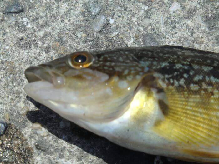堤防際の探り釣りで釣れたアブシンの写真