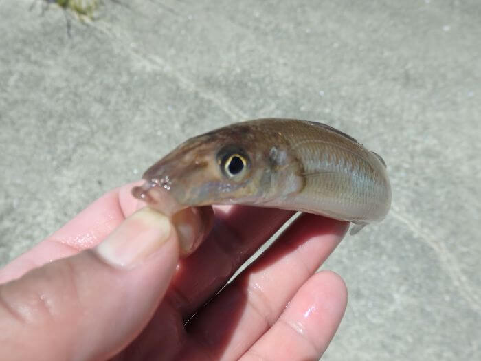 ウルトラライトちょい投げ釣りで釣れたキスの写真