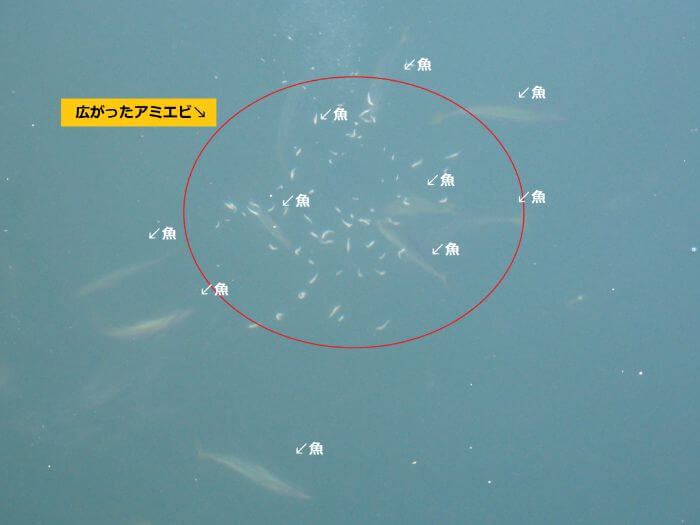 サビキ釣りで水中に広がったアミエビを食べに魚が寄ってきた写真