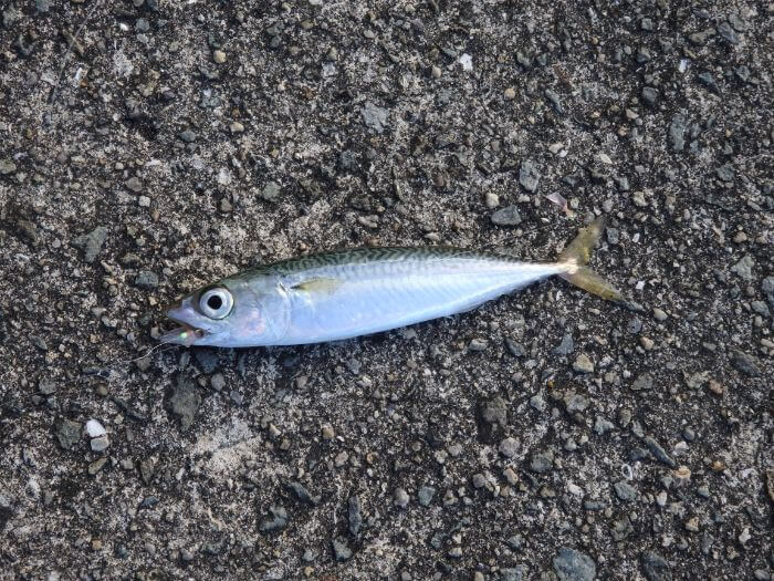 f:id:wosakana:20200906171754j:plain サビキ釣りで釣れたサバの写真