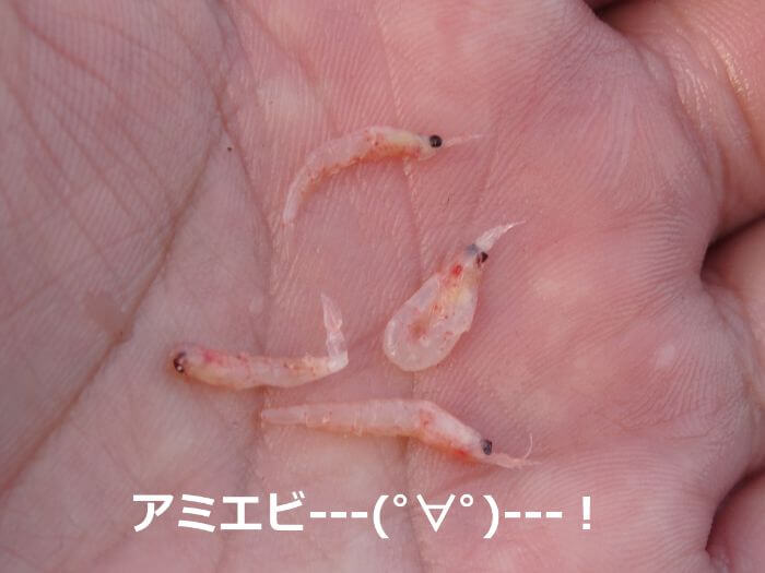 サビキ釣りのエサに使うアミエビの写真