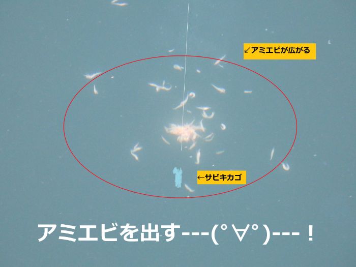 釣竿を上下に動かしてサビキカゴからアミエビを出している写真