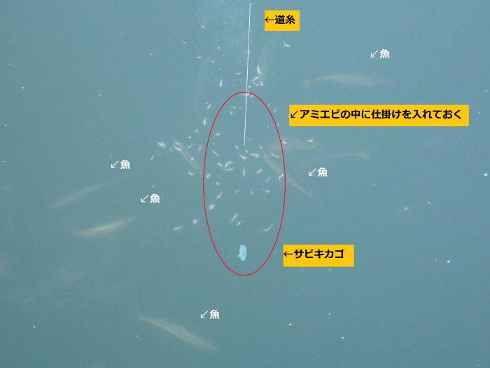 アミエビの中にサビキ仕掛けを紛れ込ませている写真