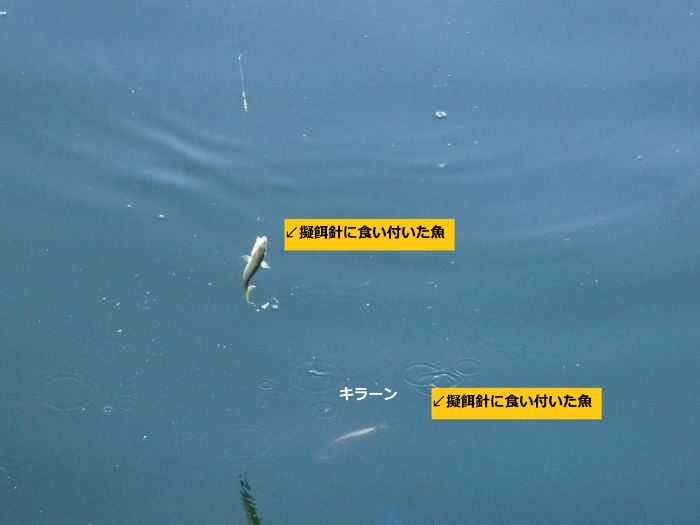 サビキ釣りでアミエビに寄ってきた魚が仕掛けに食い付いた写真