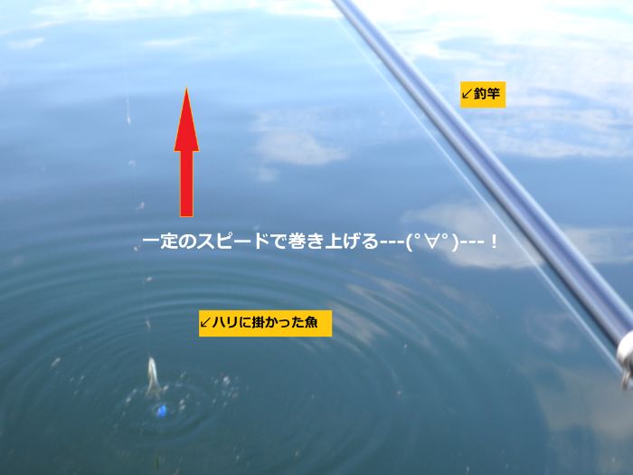 サビキ釣りでリールを巻いて魚を釣り上げている写真