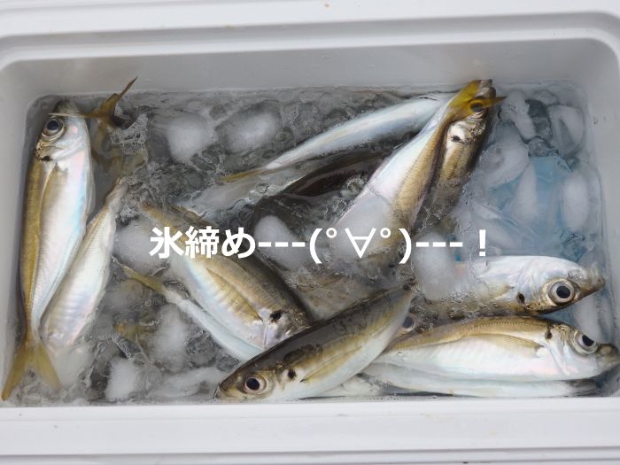 サビキ釣りで釣れたアジをクーラーボックスに入れている写真