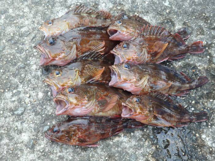 テトラを攻略して釣れたカサゴの写真
