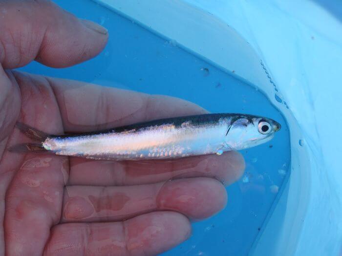 サビキ釣りで釣れたイワシの写真