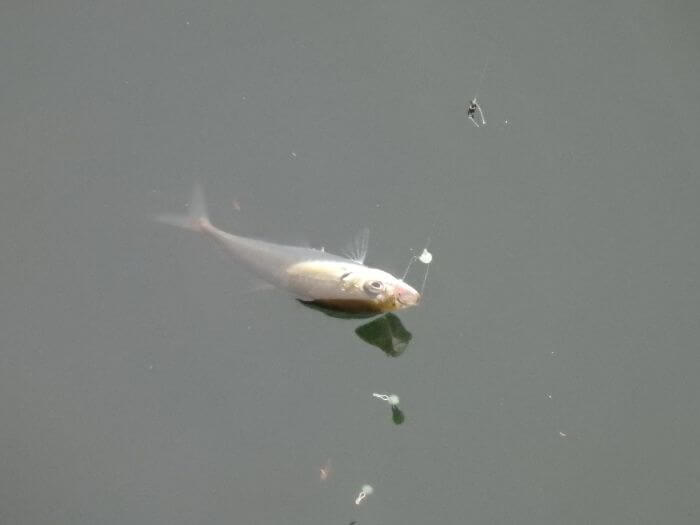 サビキ釣りで釣れたアジの写真