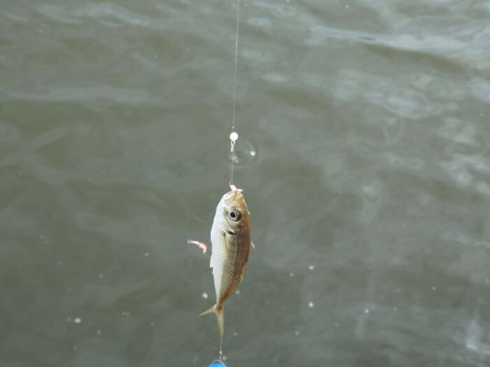 サビキ釣りで釣れたアジの写真