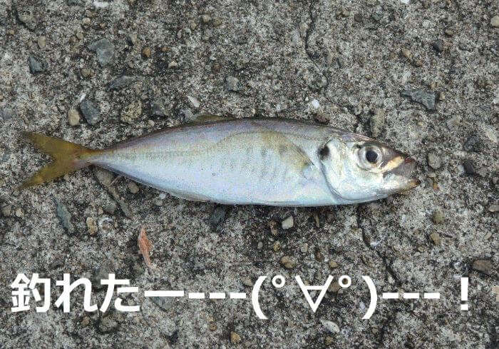 サビキ釣りで釣れたアジの写真