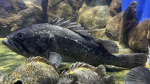 穴釣りで釣れる魚「クロソイ」