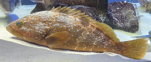 穴釣りで釣れる魚「キジハタ」