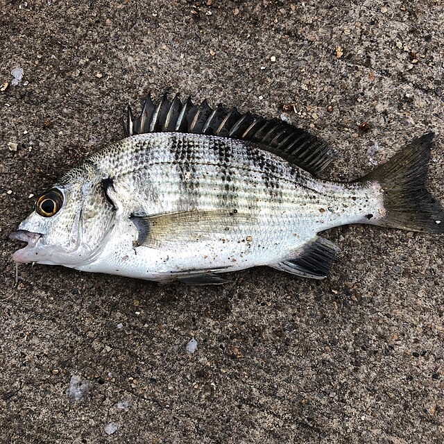穴釣りで釣れる魚「クロダイ」